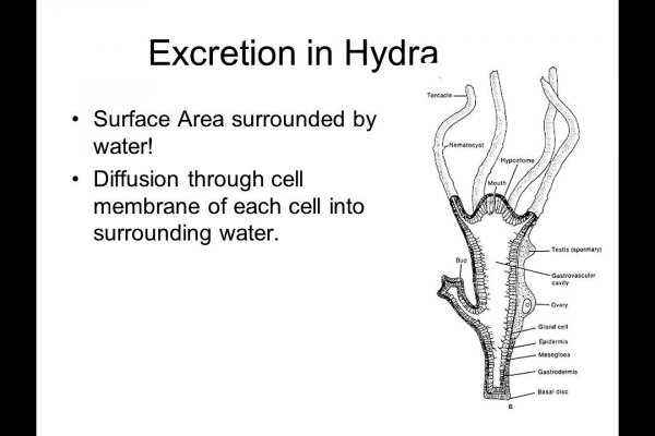 Hydra onion гидра сайт