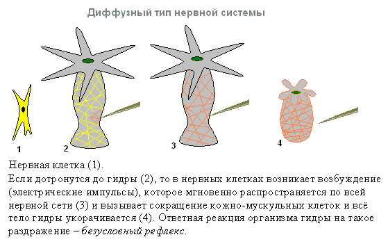 Kraken tor зеркало